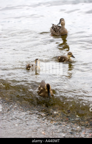 Drei Stockenten (Anas Platyrhynchos) Entenküken mit einem Erwachsenen Ente weibliche Stockente. Stockfoto