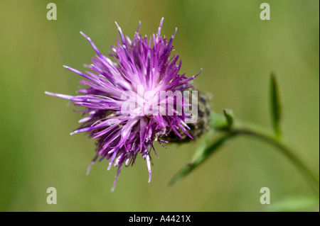 Nahaufnahme von einer Wiese Thisltle in voller Blüte mit Stiel und Hintergrund unscharf Stockfoto