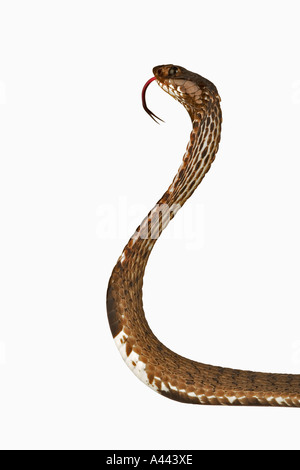 Rinkhals Ring-necked Speikobra Hemachatus Haemachatus typischen südafrikanischen Schlange, die als sekundäre Verteidigung geschieden Stockfoto