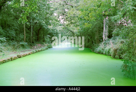 Kanal-Unkraut für Grand Union Canal in der Nähe von Coventry UK Stockfoto