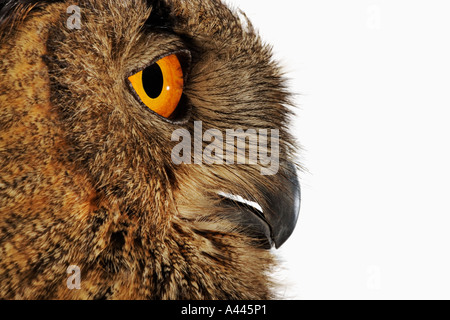 Eurasische Adler-Eule Bubo Bubo die größte und mächtigste Eule in Europa am besten bekannt für auffällige gelbe Augen Stockfoto