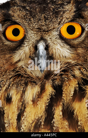 Eurasische Adler-Eule Bubo Bubo die größte und mächtigste Eule in Europa am besten bekannt für auffällige gelbe Augen Stockfoto