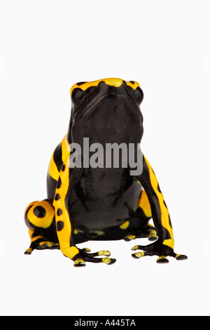 Durch glanduläre Klebepads auf Zehen unterstützt gelb gebändert Dart Frog Dendrobates Leucomelas klettern. Haut absondern Nervengift. Stockfoto