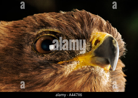 Wahlbergs Adler Aquila Wahlbergi große Raubvogel in Afrika gefunden Stockfoto