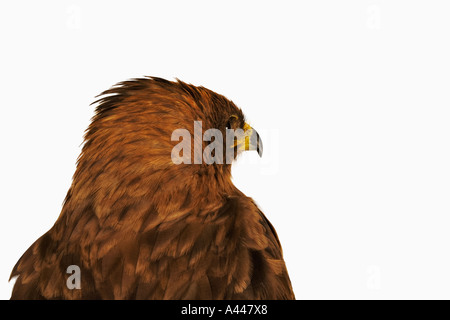 Wahlbergs Adler Aquila Wahlbergi große Raubvogel in Afrika gefunden Stockfoto
