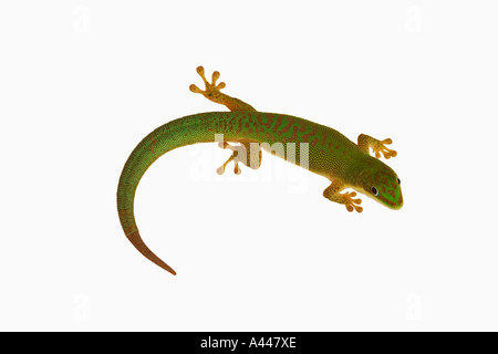 Tag Gecko Phelsuma Astriata Astriata Baum diese schlanken Echsen mit leuchtend grünen Farbe und gut entwickelten Füße für Klettern Stockfoto