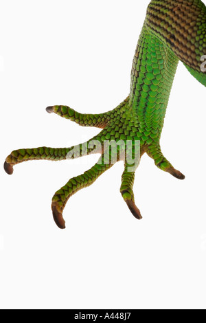 Gemeinsamen grünen Leguan Iguana Iguana Common in den Tierhandel Verteilung zentral und Südamerika Stockfoto