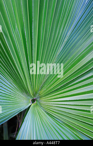 Detail von einem mexikanischen Palmen Pflanze Yucca Wedel bilden Muster Stockfoto