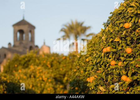 Orangenbäume in The Alcazar Gärten, Cordoba, Spanien Stockfoto