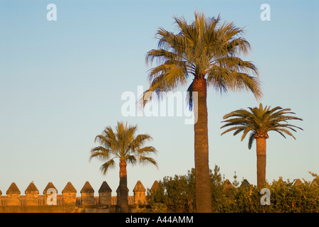 Palmen und Burgmauer, Alcazar, Cordoba, Spanien Stockfoto