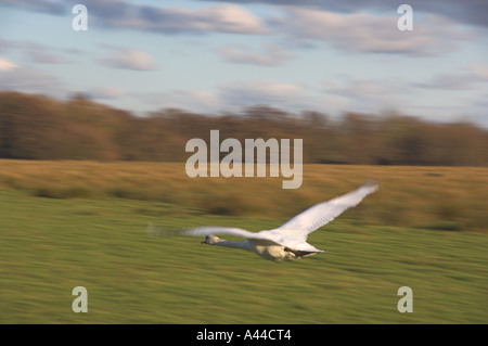 Europa-Großbritannien-England Schwan Tiefflug über Boden Stockfoto