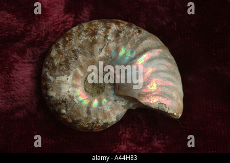 Opalized Ammoniten aus Queensland Australien DCSA 2025 Stockfoto