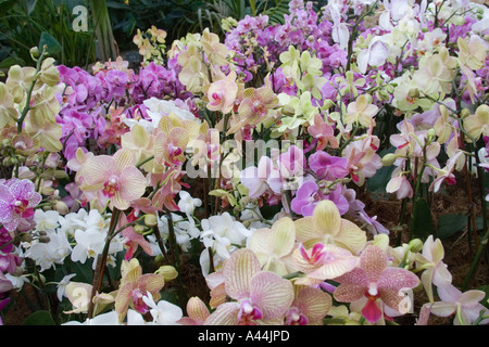 Anzeige der Orchideen Orchidee Festival Kew Stockfoto