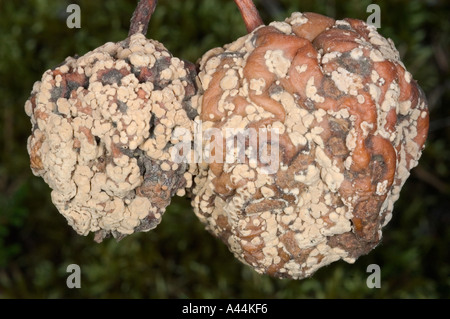 verseuchte Braunfäule Pilz auf Apfelfrucht Schweden Stockfoto