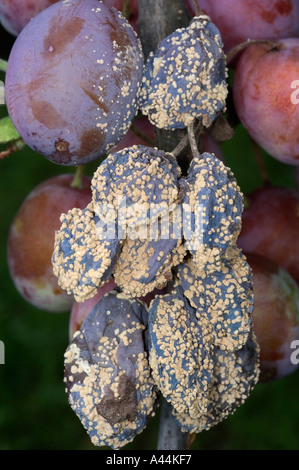 verseuchte Braunfäule Pilz auf Pflaume Frucht Schweden Stockfoto