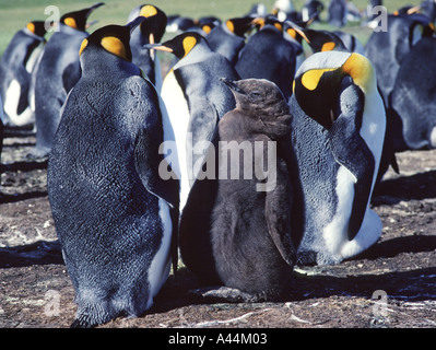 König Pinguin Küken Volunteer Point-Falkland-Inseln Stockfoto