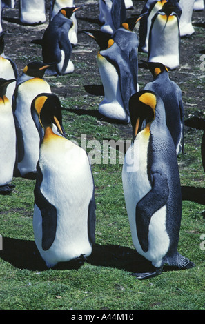 Königspinguine umwerben Volunteer Point-Falkland-Inseln Stockfoto