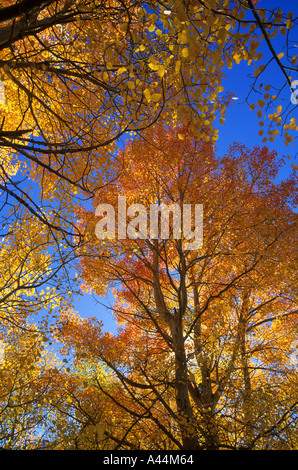 Bunte Espe Bäume im Herbst an den Ufern des Rock Creek Lake Sierra Nevada Inyo National Forest Kalifornien USA Stockfoto