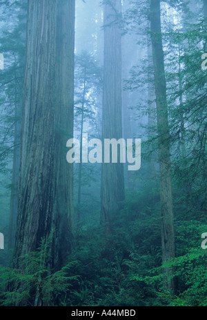 Old Growth Redwood Forest Sequoia Sempervirens im Nebel Prarie Creek Redwoods State Park Kalifornien USA Stockfoto