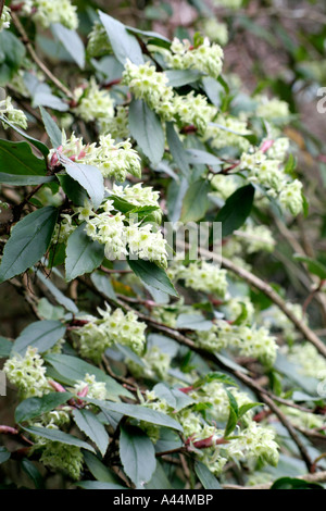 Ribes Laurifolium Rosemoor Form im Januar Stockfoto