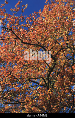 Herbst Baum Stockfoto