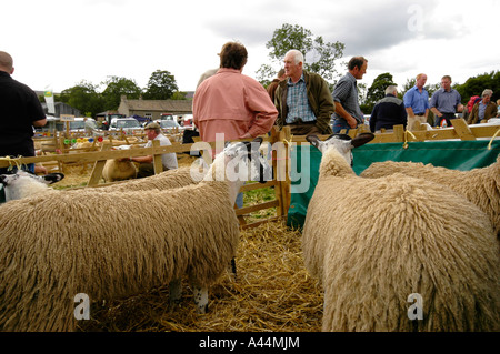 Zeigen, zeigen Schafe am Reeth, Swaledale, North Yorkshire Stockfoto