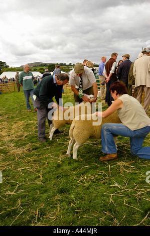 Zeigen, zeigen Schafe am Reeth, Swaledale, North Yorkshire Stockfoto