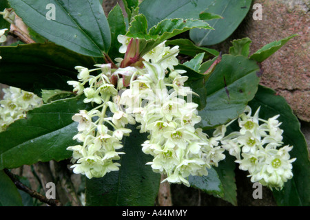 Ribves Laurifolium Rosemoor Form Blume 16 Februar Stockfoto