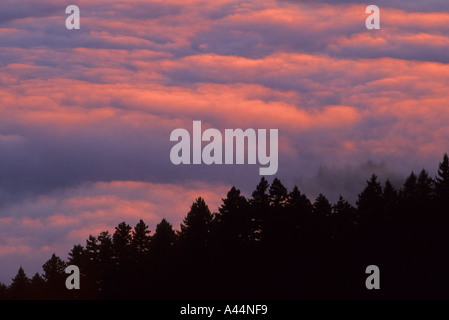 Sonnenuntergang über dem dicken Nebel an den Hängen des Mount Tamalpais State Park Kalifornien USA Stockfoto