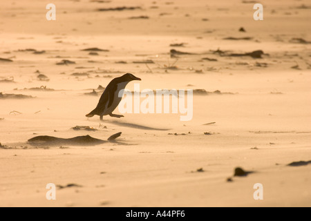 Yellow eyed Pinguin, der seinen Weg über Strand fegte durch vom Wind verwehten Sand auf seinem nest Stockfoto