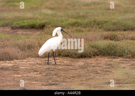 Königliche Löffler Stockfoto