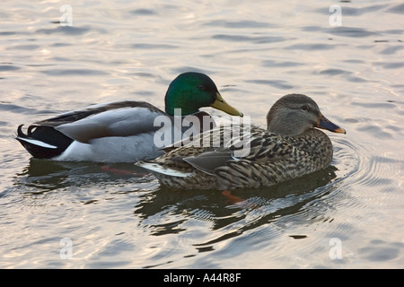 Paar der Stockente Enten Anas platyrynchos Stockfoto