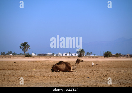 Einzelne junge Wilde Dromedar Kamel sitzt alleine auf Wüstensand in Dahab Laggon Sinai Rotes Meer Ägypten Stockfoto