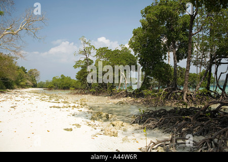 Indien-Andamanen und Nikobaren Havelock Island Ostküste Mangroven Farbsäume am Strand Stockfoto