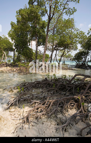 Indien-Andamanen und Nikobaren Havelock Island Ostküste Wurzeln der Mangroven Farbsäume am Strand Stockfoto