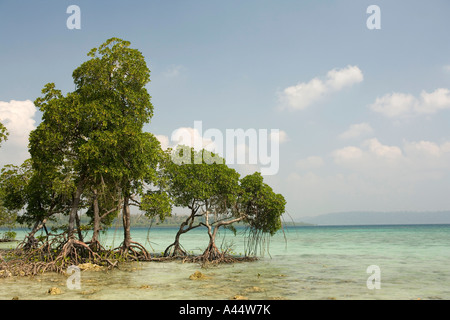 Indien-Andamanen und Nikobaren Havelock Island Govindnagar Dorf Ostküste Mangroven in seichten Lagune Stockfoto