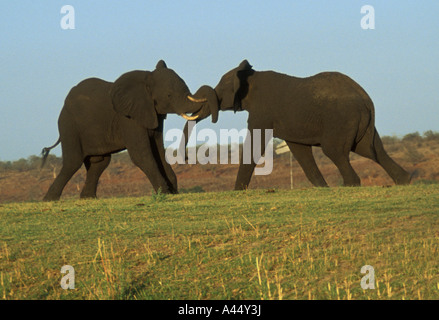 Ein Nachmittag Kampf auf dem Chobe River in Botswana Stockfoto