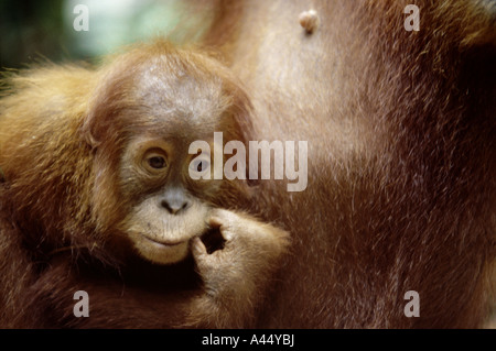 Eine Nahaufnahme von den niedlichen baby Orangutan von seiner Mutter sitzen. In den Wäldern von Sumatra, Indonesien Stockfoto