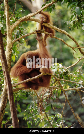 Orang-Utan-Mama und ihr Baby in den Wäldern von Sumatra, Indonesien. Das Baby spielt die Mutter ruht. Stockfoto
