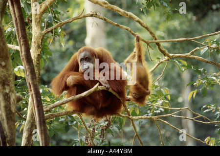 Orang-Utan-Mama und ihr Baby in den Wäldern von Sumatra, Indonesien Stockfoto