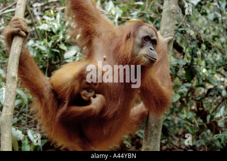 Orang Utan Mutter und ihr Baby in den Wäldern von Sumatra, Indonesien Stockfoto
