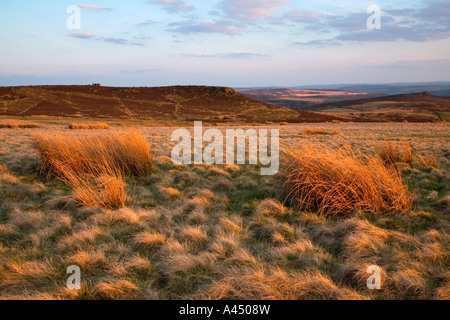 Heide zwischen Stanage Edge & Callow Bank, Peak District National Park, England, Vereinigtes Königreich Stockfoto