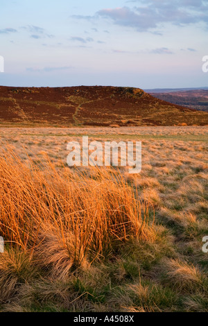 Heide zwischen Stanage Edge & Callow Bank, Peak District National Park, England, Vereinigtes Königreich Stockfoto