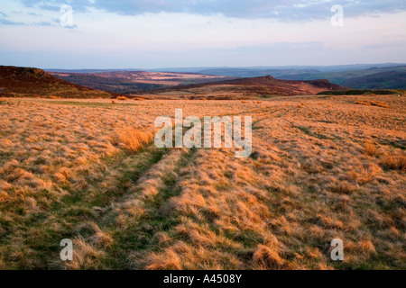 Heide zwischen Stanage Edge & Callow Bank, Peak District National Park, England, Vereinigtes Königreich Stockfoto