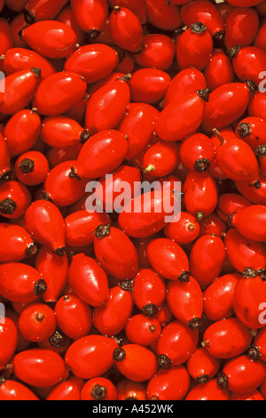 Rose hips Rosa canina fruits Stockfoto