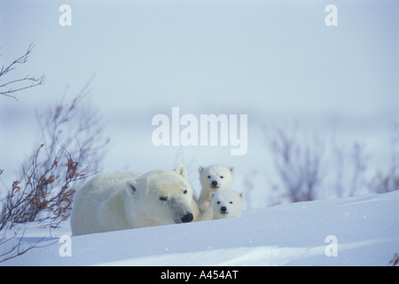 Ein Eisbär Mutter geht mit ihren zwei jungen des Jahres auf der Suche nach Nahrung. Wapusk National Park. Kanada. Stockfoto