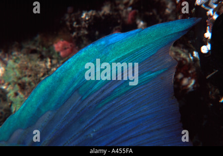 Rostige Papageienfisch (Scarus Ferrugineus) Schwanzflosse, Umm Halhla (Abu Dabbab Bereich), Rotes Meer, Ägypten Stockfoto