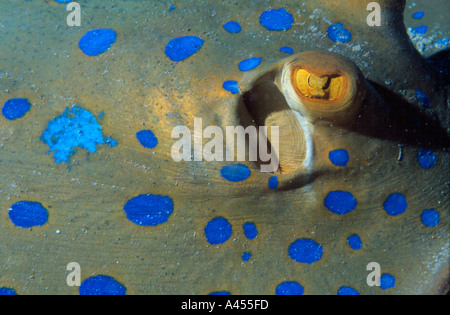Bluespotted Ribbontail Strahl Taeniura Lymma in Abu Soma Arbaa (Safaga und Umgebung)-Rotes Meer-Ägypten Stockfoto