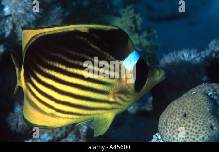 Red Sea Racoon Butterflyfish, Chaetodontidae Fasciatus, Abu Soma Arbaa (Safaga und Umgebung), Rotes Meer, Ägypten Stockfoto