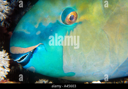 Rostige Papageienfisch (Scarus Ferrugineus), Umm Halhla (Abu Dabbab Bereich), Rotes Meer, Ägypten Stockfoto